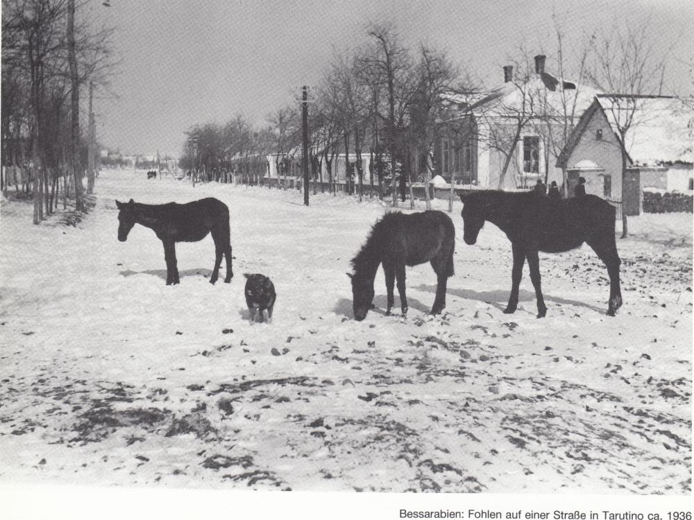 Fohlen auf einer Straße in Tarutino ca. 1936