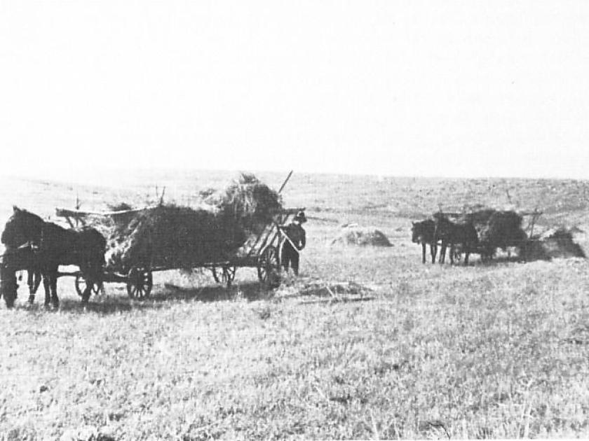 Beladen des Leiterwagens (Harbi) mit Getreide