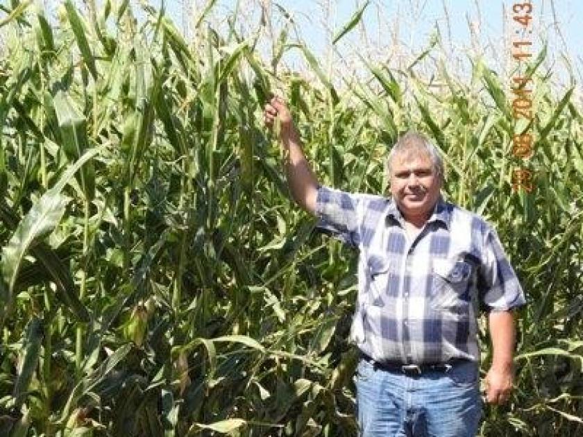 Bewässerte Maiskultur kurz vor der Ernte 
